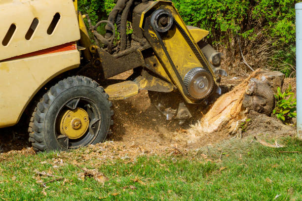 The Steps Involved in Our Tree Care Process in Covington, GA